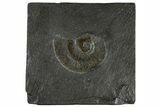 Harpoceras Ammonite Fossil - Posidonia Shale, Germany #304981-1